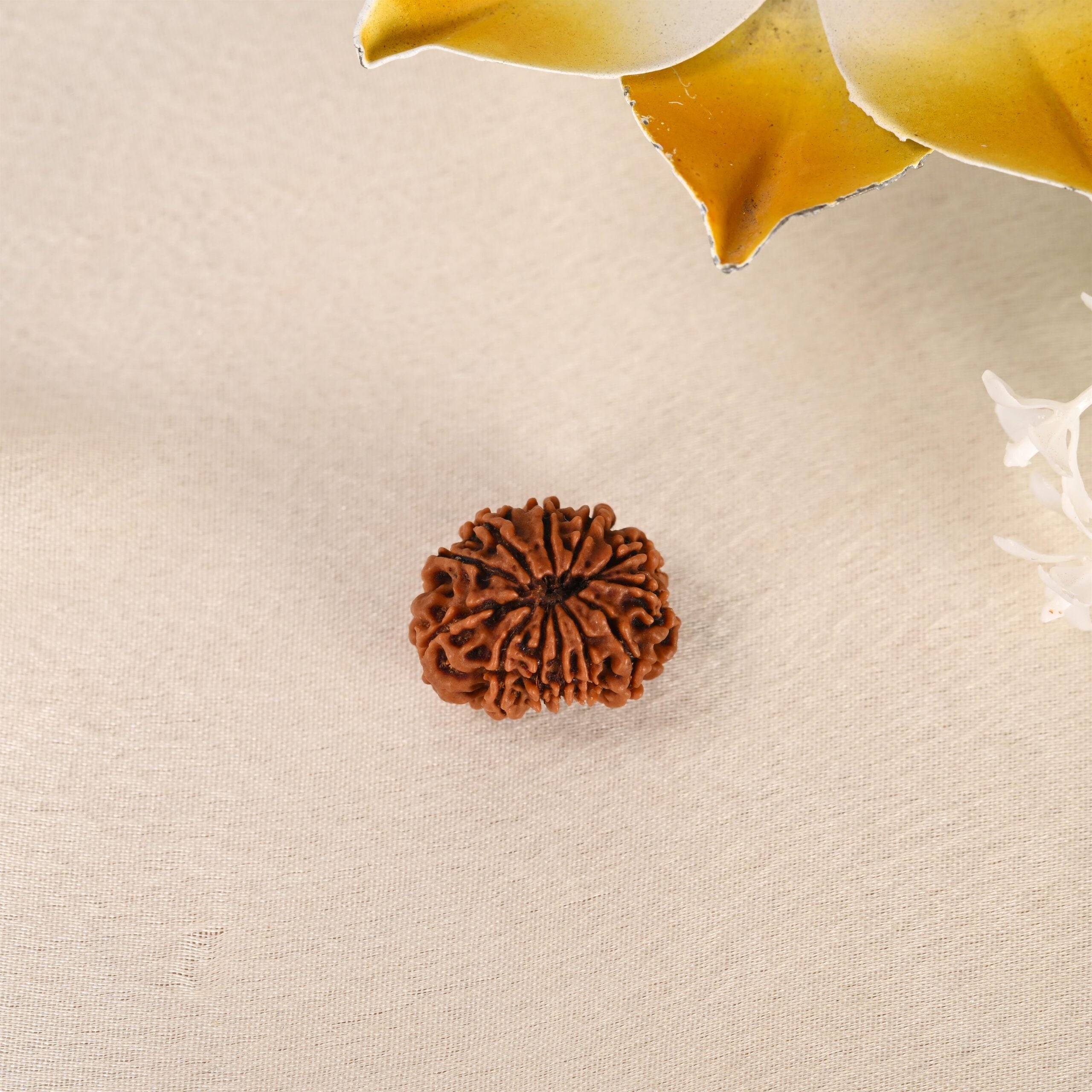 12 Face Rudraksha (Nepal)